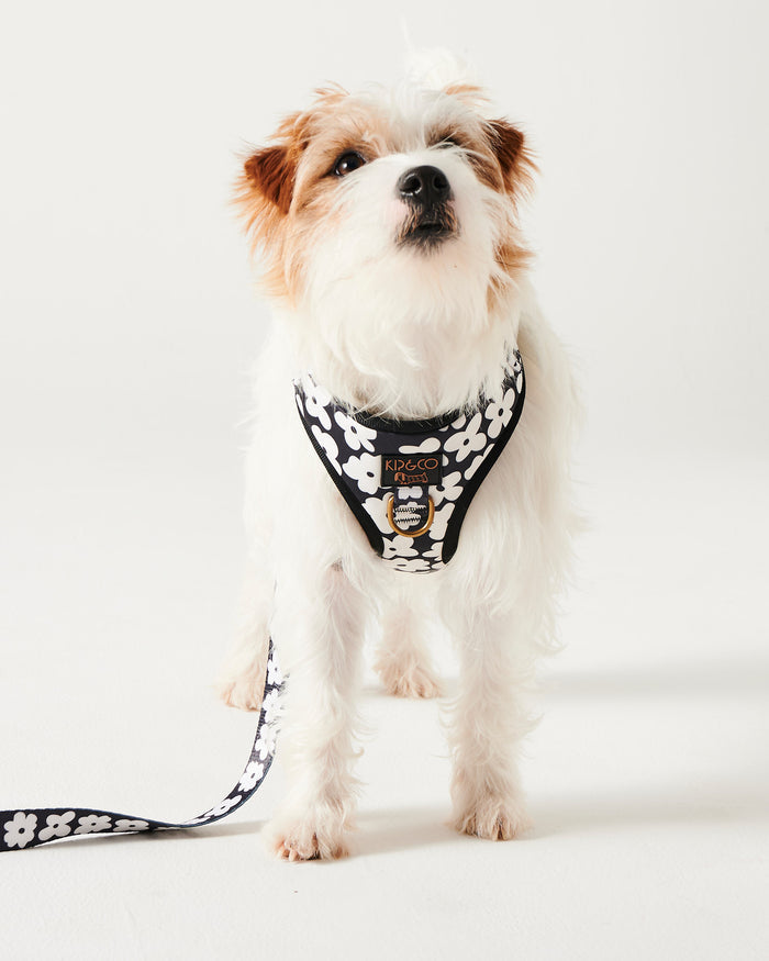 Flower Face Dog Harness Medium