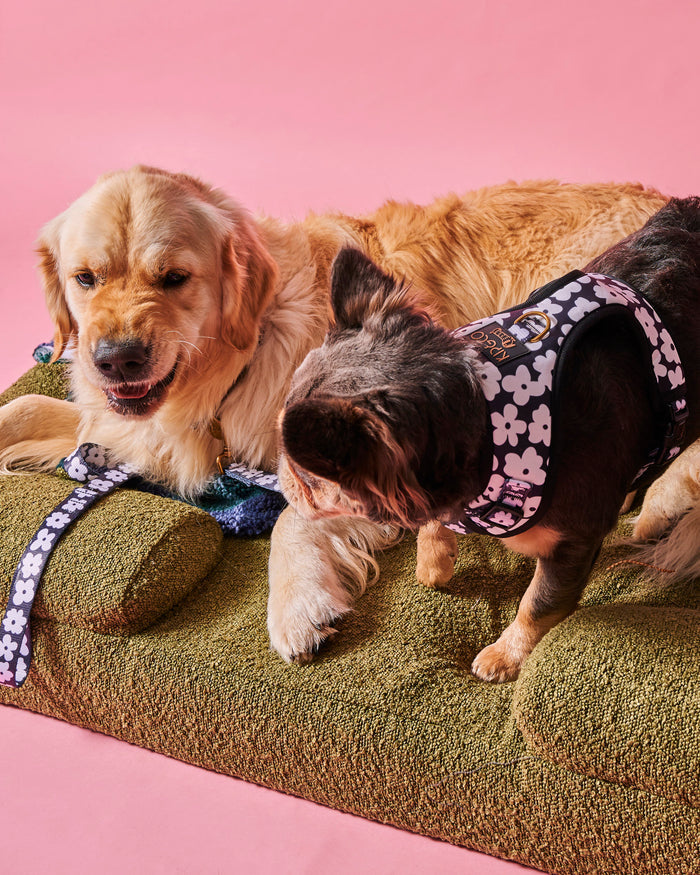 Flower Face Dog Harness Medium