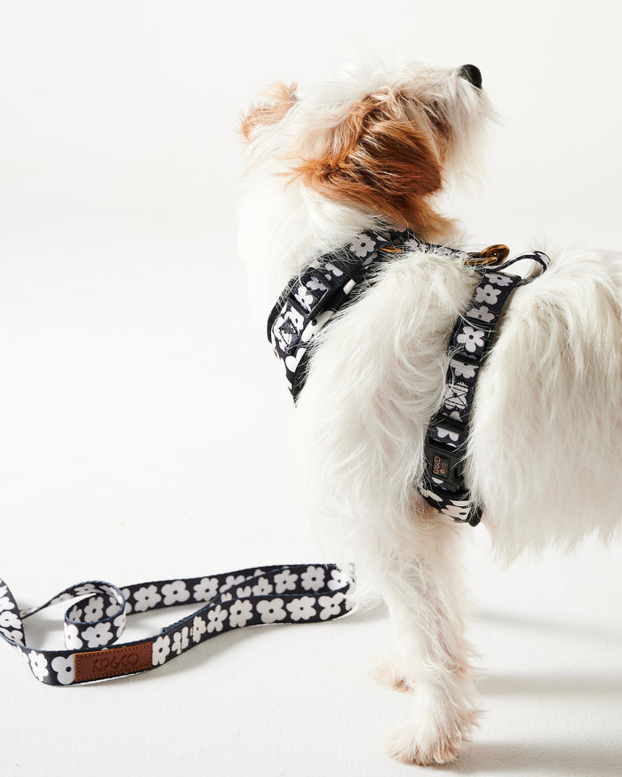 Flower Face Dog Harness Medium