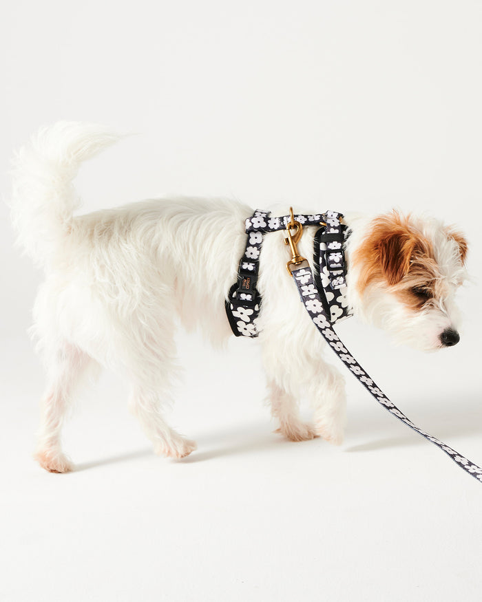 Flower Face Dog Harness Medium
