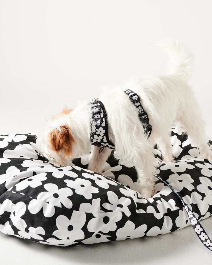 Flower Face Dog Harness Medium