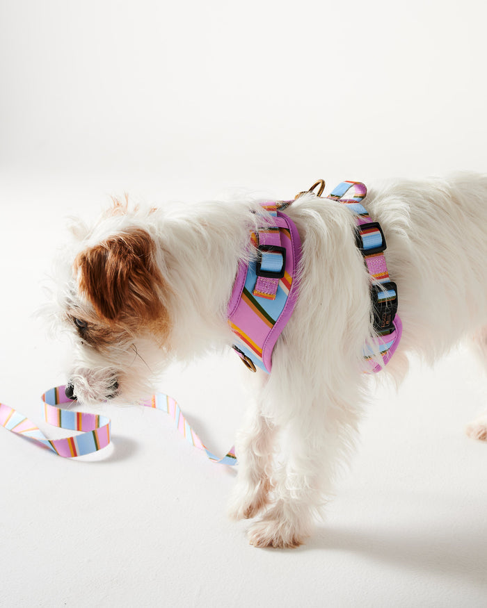 Fez Stripe Dog Harness X-  Small