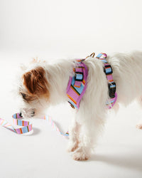 Thumbnail for Fez Stripe Dog Harness X-  Small