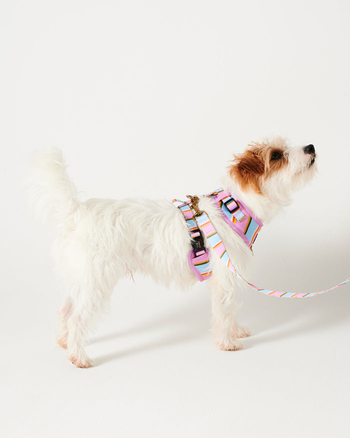 Fez Stripe Dog Harness Medium