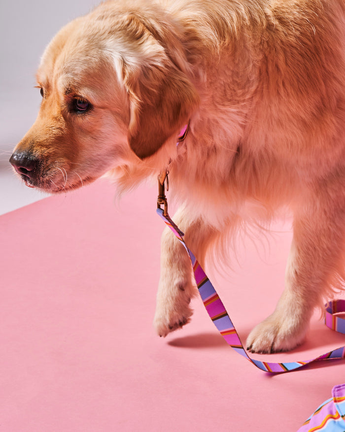 Fez Stripe Dog Lead Small