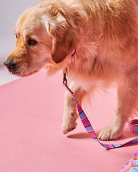 Thumbnail for Fez Stripe Dog Lead Small